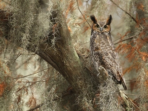 owl, trees, Climbers, Great Horned Owl