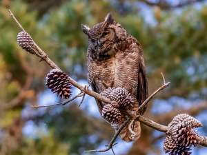 owl, twig, cones, Great Horned Owl