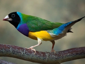 great, Amadyniec, Poephila