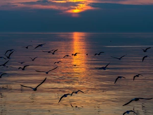 sea, gulls, Great Sunsets, birds