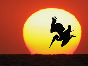 pelican, Great Sunsets, sun, Bird