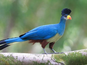 Corythaeola cristata, Bird, Great Blue Turaco