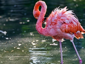 Greater Flamingo, water
