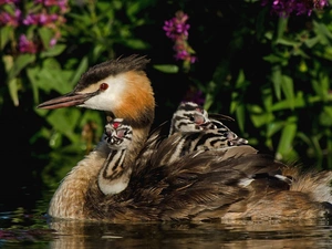 grebe, chick