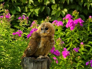 Flowers, owl, Barn, green