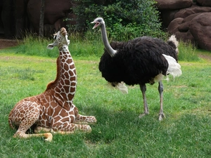 green, ostrich, giraffe