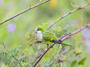 Green, parrot