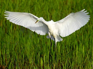 swamp, grass, heron, Green