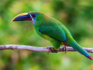Green, Toucan