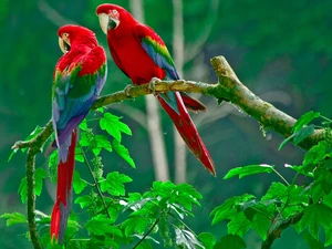Parrots, Leaf, red, green ones, Two