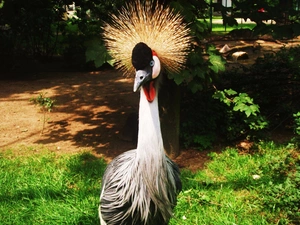 Grey Crowned Crane