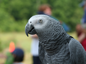 African Grey Parrot, Gray, parrot