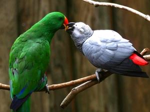 Two, Green, African Grey Parrot, Parrots