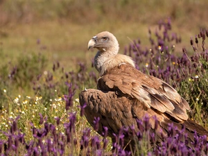 Bird, Meadow, Flowers, griffon