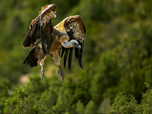 Bird, ##, Locie, griffon