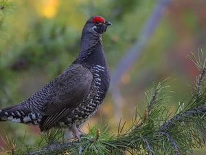twig, Bird, Spruce Grouse