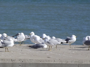 seagull, sea, wharf, Gull