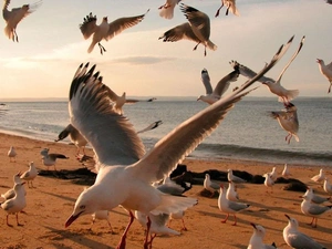 gulls, Beaches