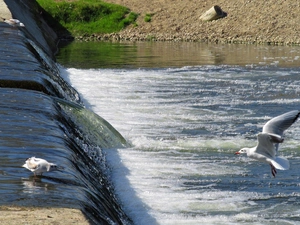 gulls, River, birds