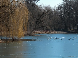 lake, Park, viewes, gulls, trees, frozen