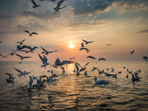 Great Sunsets, sea, gulls