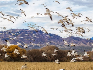 gulls, Mountains