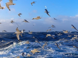 gulls, rough, sea