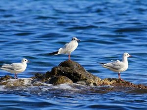 gulls, water