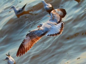 gulls, water
