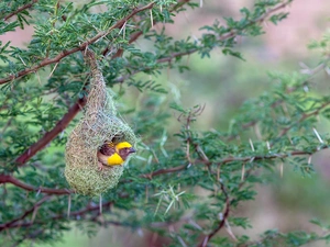 Bird, hanging, nest, weaver gilt