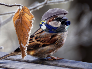 Sparrow, Scarf, leaf, Hat