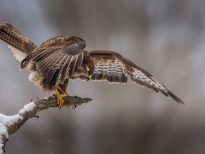 Bird, branch, snow, hawk