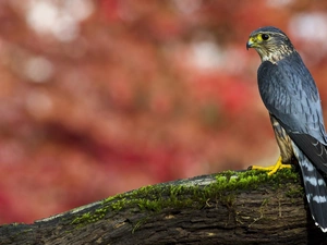 Bird, falcon