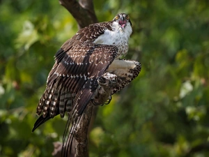 branch, Bird, Sea Hawk