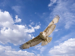 hawk, clouds