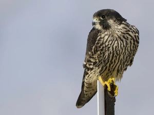 hawk, pigeon-fancier