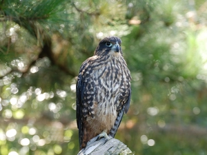 hawk, trees