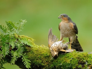 trees, Plants, birds, Hawks, Two cars