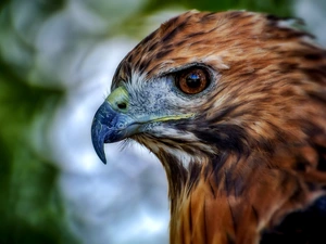 profile, Eagle Front, Head