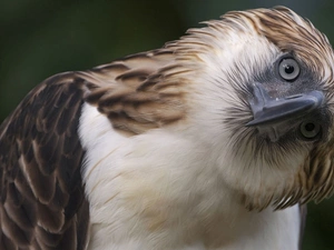 inclined, Head, Eyes, nose, buzzard