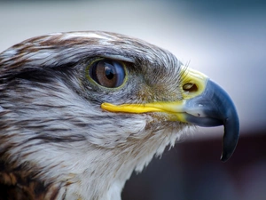 falcon, eye, nose, Head