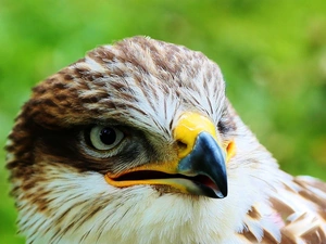 hawk, nose, eye, Head