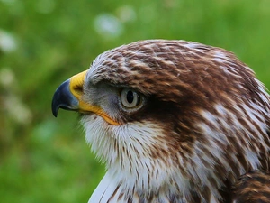 hawk, nose, eye, Head