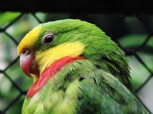 parrot, Head, nose, Princess Circular