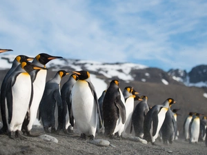 head, penguin, Orange