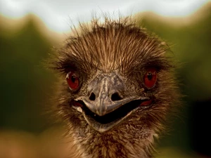 ostrich, Red, Eyes, Head