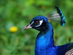 peacock, eye, nose, head