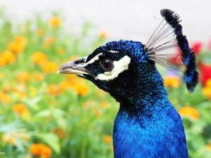 peacock, eye, plume, Head