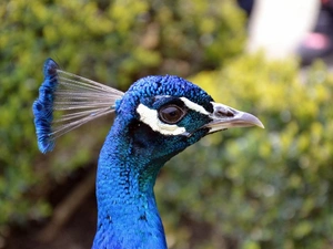 Head, peacock