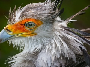 Head, Bird, secretary